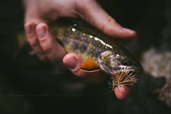 Five things to know about trout fishing in North Carolina