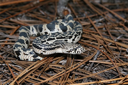 Wildlife Commission Seeking Sightings of Pine Snakes in Western North Carolina