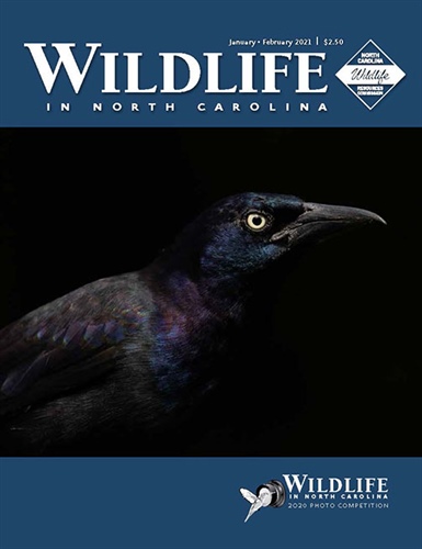 Common Grackle Photograph Wins Wildlife Photo Competition