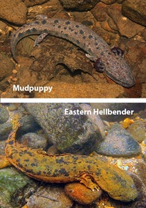 Public Asked to Report Mudpuppy and Hellbender Sightings
