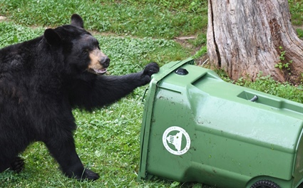Living Responsibly with Black Bears in North Carolina