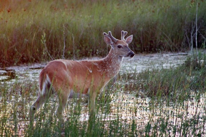 No Chronic Wasting Disease Detected in NC Deer Herd