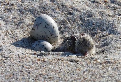 Wildlife Commission Asks Beachgoers to Watch for Nesting Birds