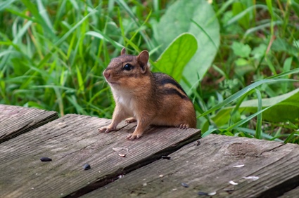 Chipmunks May Have Moved into Eastern North Carolina