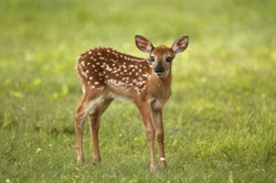 Leave the Fawn Alone; It’s Likely Not Abandoned