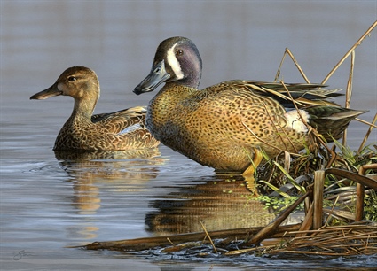 2021 North Carolina Waterfowl Stamp and Print on Sale July 1