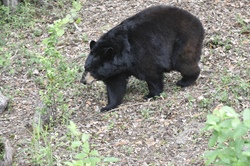 Blue Ridge Parkway National Park Bear Attack