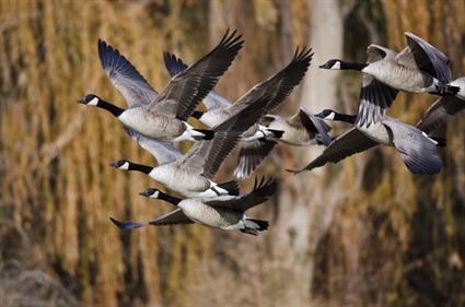 Public Comment Requested for 2022-2023 Migratory Game Bird Seasons