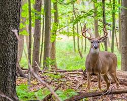 Public Forum About Chronic Wasting Disease Scheduled for May 2