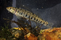 North Carolina Turns the Tide for an Endangered Fish Species