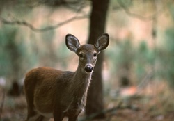 Wildlife Agency Confirms First Case of CWD in Johnston County, North Carolina