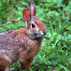 Research Underway on an Elusive Mountain Rabbit that may be Impacted by a Deadly Disease