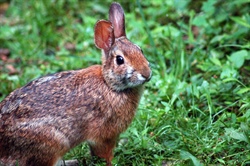 Research Underway on an Elusive Mountain Rabbit that may be Impacted by a Deadly Disease