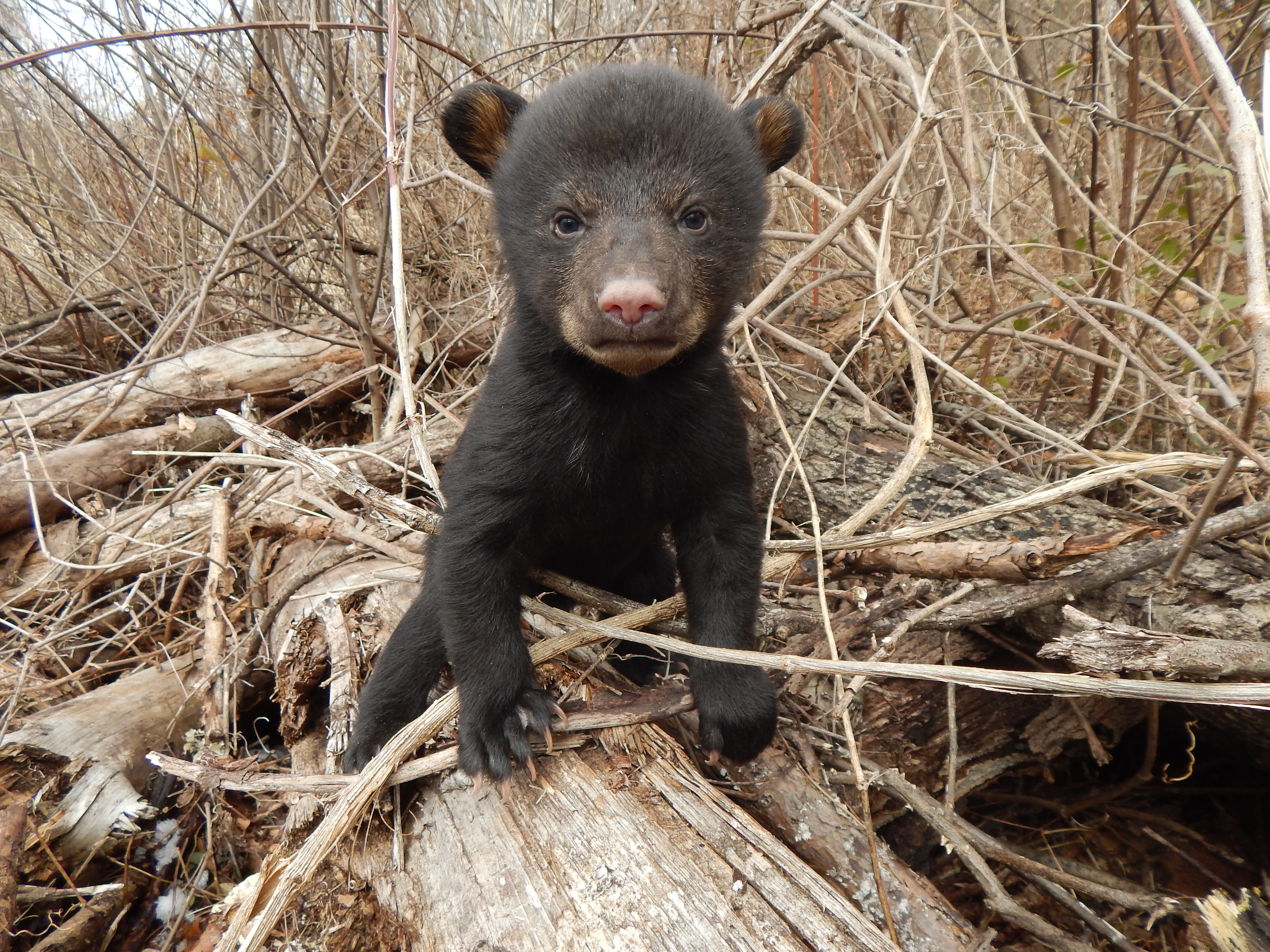 What Happens to Orphaned Black Bear Cubs in North Carolina? - N.C.