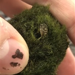 Zebra mussel in moss ball sold in pet stores in North Carolina