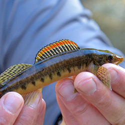 a Roanoke Logperch is delicately held up to the camera by a biologist wearing a blue shirt