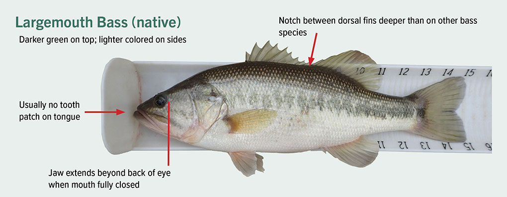 description of largemouth bass darker green on top, lighter on sides; jaw extends beyond back of eye with mouth closed, no tooth patch on tongue. notch between dorsal fin deeper than most other bass species