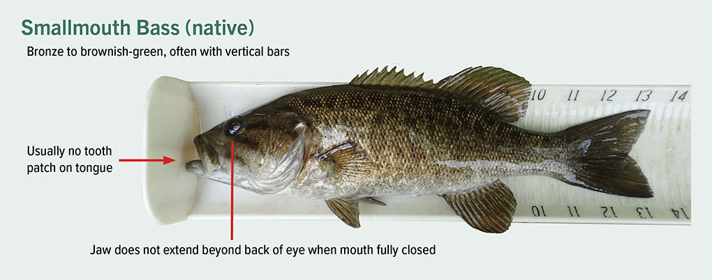 description of smallmouth bass bronze to brownish green often with vertical bars, usually no tongue patch,jaw does not extend beyond back of eye with jaw fully closed