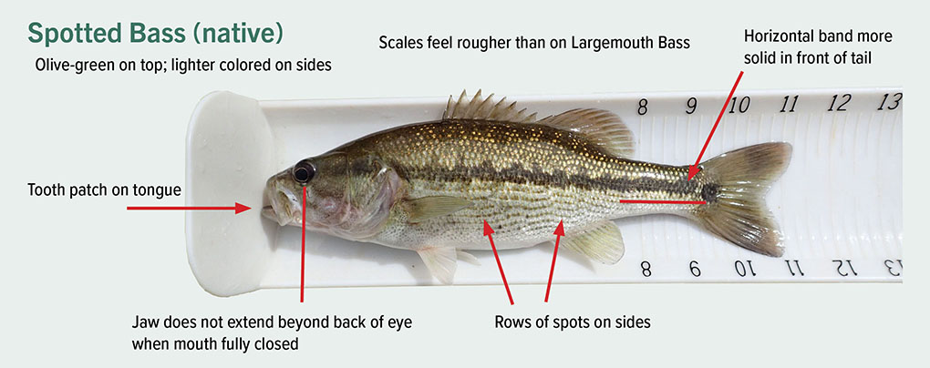 description of spotted bass olive green on top lighter on sides tooth patch on tongue jaw does not extend beyond back of eye rows of spots on sides scales rougher than largemouth bass horizontal band on tail