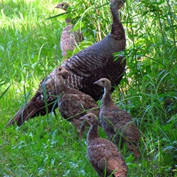 Why Not Open Wild Turkey Season Earlier?