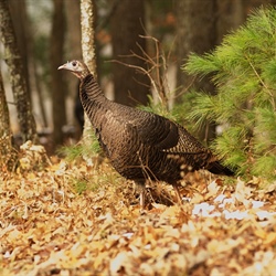 Wild turkeys in North Carolina: The long road to recovery