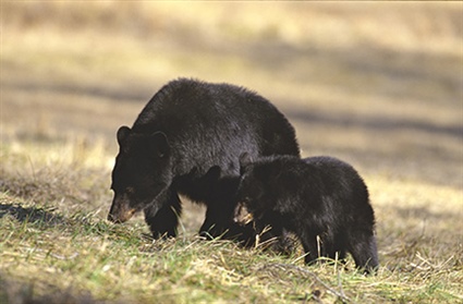 Wildlife Commission Provides BearWise Basics on Co-Existing with Bears