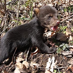 What Happens to Orphaned Black Bear Cubs in North Carolina?