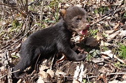 What Happens to Orphaned Black Bear Cubs in North Carolina?