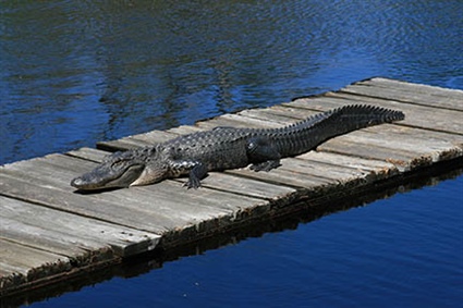 Wildlife Resources Commission Provides Tips to Coexist with Alligators