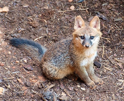 Fox Kit-Rearing Season Means More Fox Sightings During the Day