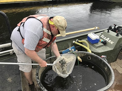 Largemouth Bass Stocked into Northeast Cape Fear River to Restore Fishery