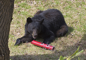 Wildlife Commission Urges People to Be BearWise ® as Bear Sightings Increase