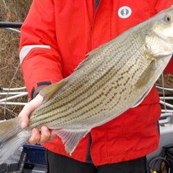Inland Fisheries Division's Project "Establishing & Monitoring Hybrid Striped Bass in Lake Norman" Wins National Award