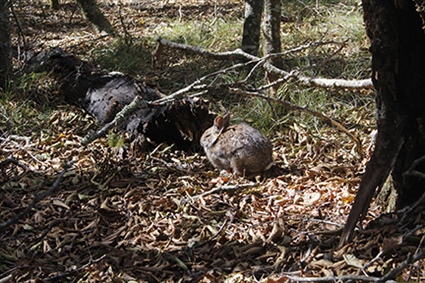 Wildlife Commission Asks for Public's Help to Monitor New Disease Affecting Rabbits