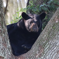 Feedback Needed from Hunters for Annual Bear e-Stamp Survey