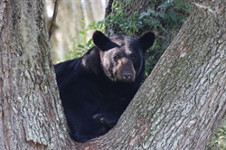 Feedback Needed from Hunters for Annual Bear e-Stamp Survey
