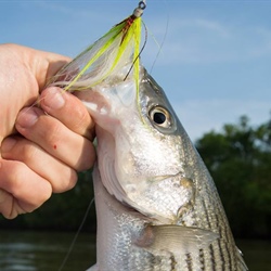 Answers About Reduced Striped Bass Season on the Roanoke