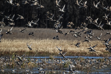 Public Comment Needed for 2021-22 Migratory Game Bird Seasons