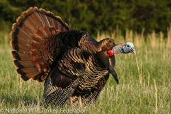 Wild Turkey Season Opens in North Carolina on April 3