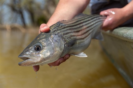 2021 Roanoke River Striped Bass Harvest Season Opens April 10