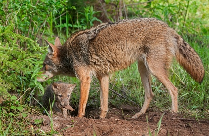 Coyote Pupping Season is Here