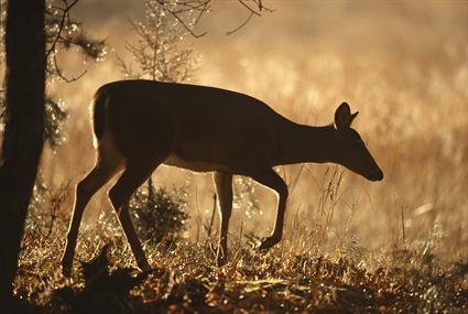 New Chronic Wasting Disease Case Confirmed in Virginia