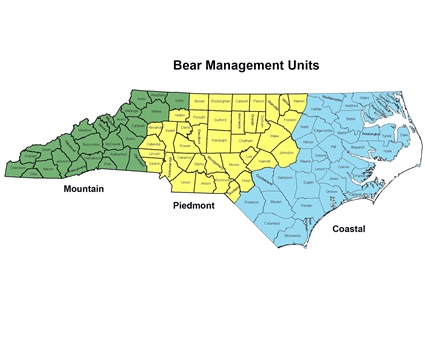 North Carolina’s Bear Harvest Increased 8% in 2020