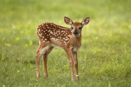 Leave the Fawn Alone; It’s Likely Not Abandoned