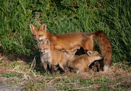 Fox Den on Your Property? Wildlife Officials Offer Solutions.