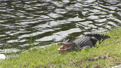 Coexisting with Alligators in North Carolina