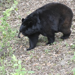 Blue Ridge Parkway National Park Bear Attack