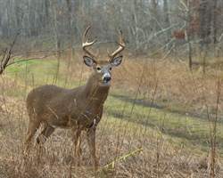 CWD Monitoring: A Proactive Approach