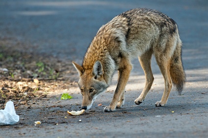Howling Coyotes this Halloween Indicates Pups are on the Move