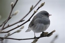 NC Bird Atlas Seeks Public Participation in Early Winter Observations